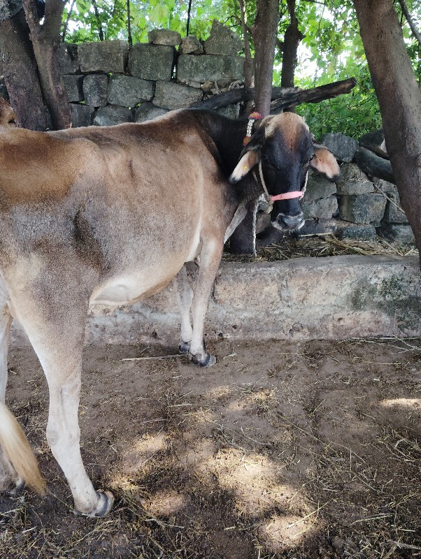 એચ. એફ. ગાય વેચ...