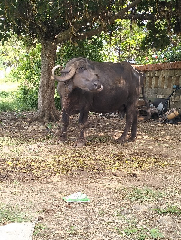 ભેંશ વેસવાની છે