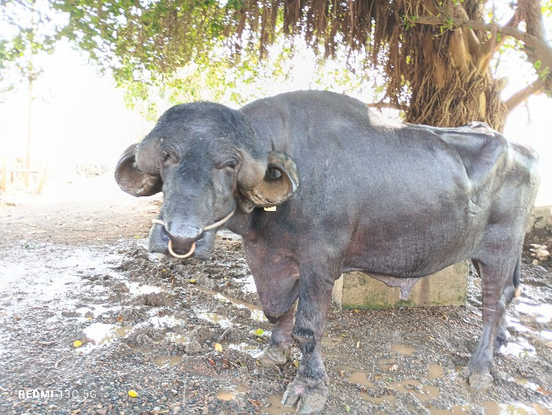 જાફરાબાદી પાડો...