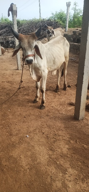 ગોઢલા વેચવાના છ...