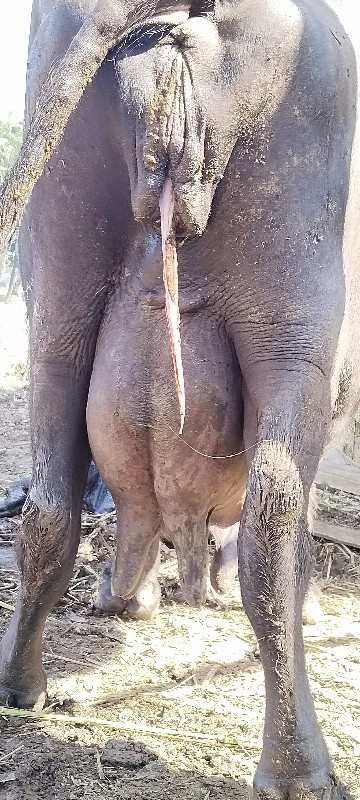 ભેસ વેચવા ની છે