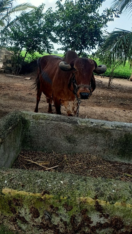 ગીર ગાય