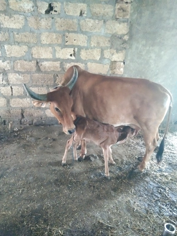 ગાય વેચવાની છે