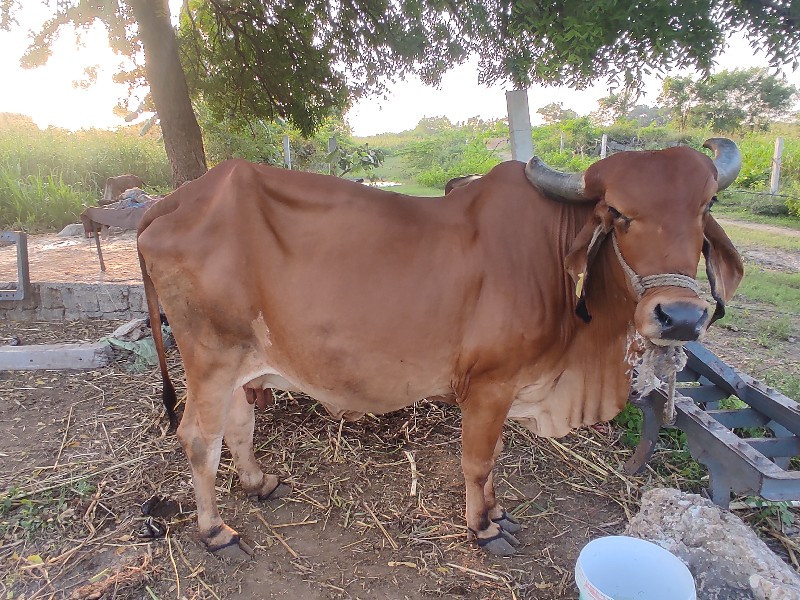 ગીર ગાય દેવાની...