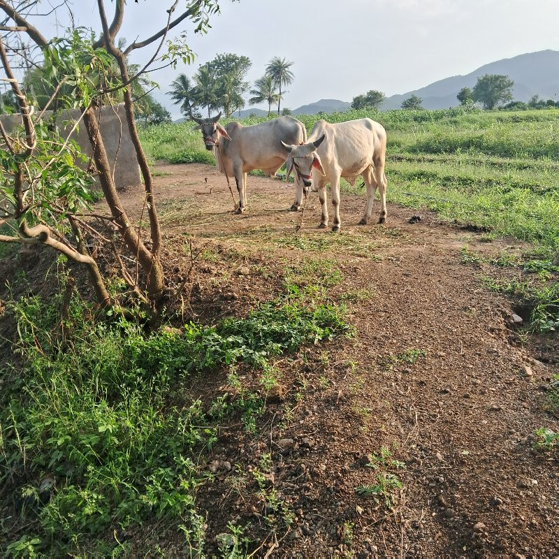 ગોઠલા  વેસવા ના...