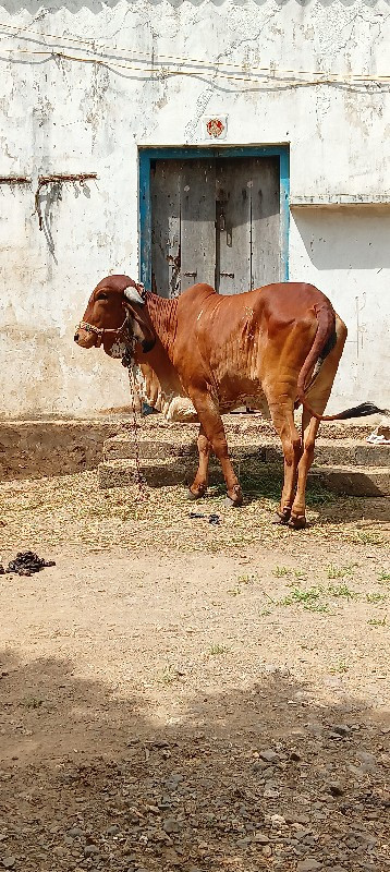 ગીર વાછડી