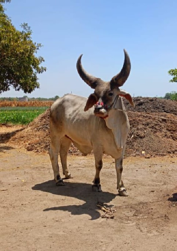 બળદ વેશવા નો સે