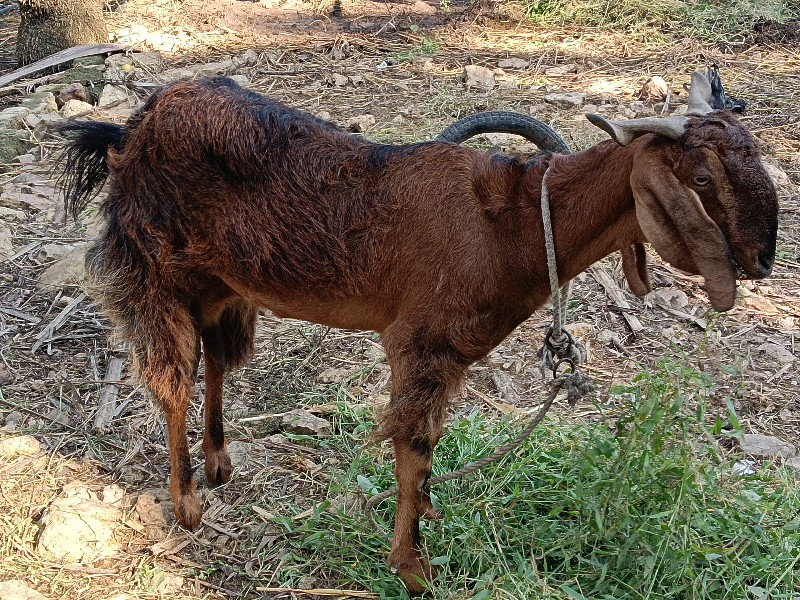 બકરો બકરી વેચવા...