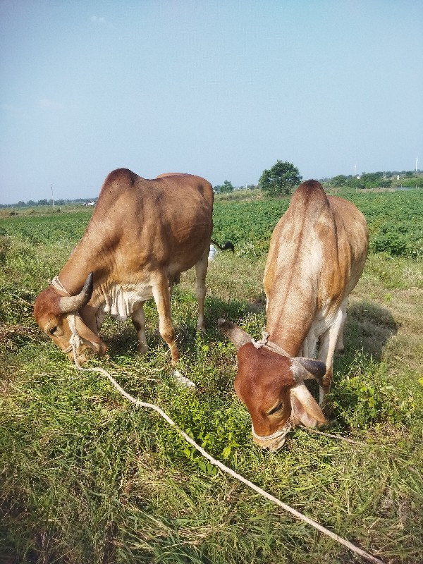 બળદ  વેચવાના છે