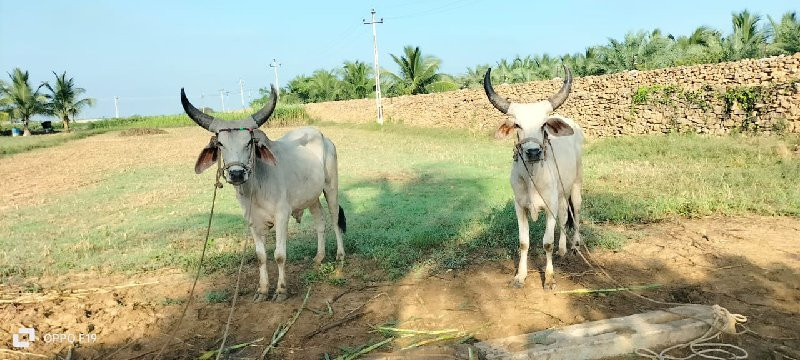 બળદ વેચવાના છે