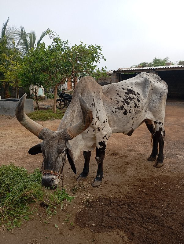 બળદ વેચવાનો છે