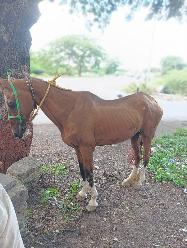 વેચવાની છે