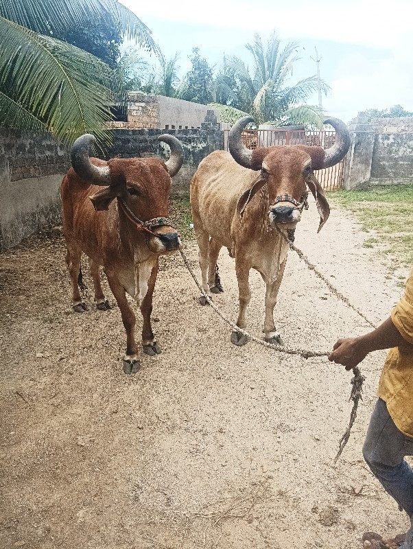 બળદ વેચવાની છે