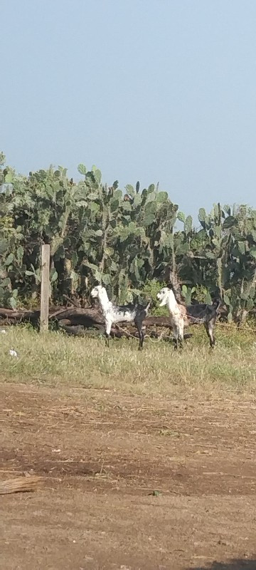 આ બકરીયુ વેચવાન...