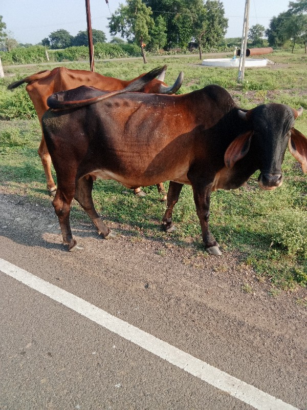 ગાય વેચવાની છે