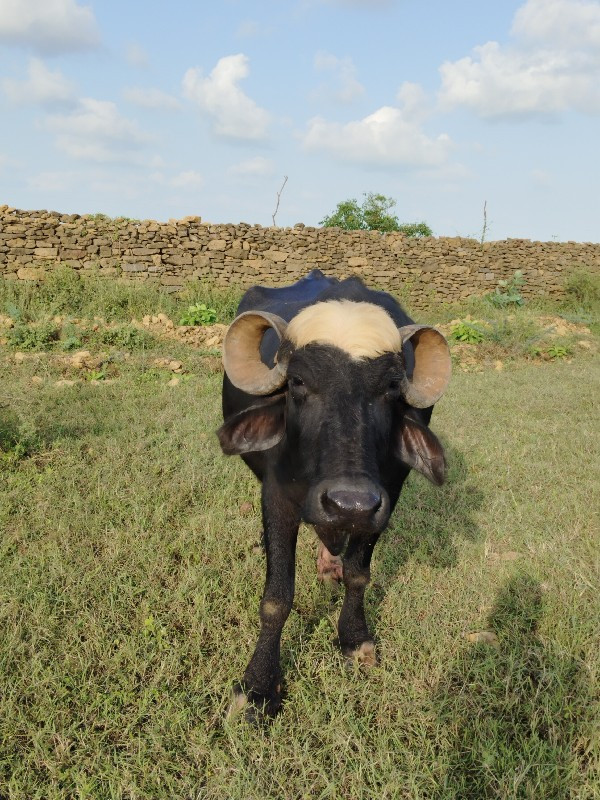 પ્રવિણભાઈ રાઠોડ