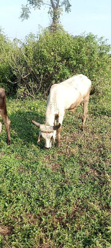 વાછડા વેચવા ના...