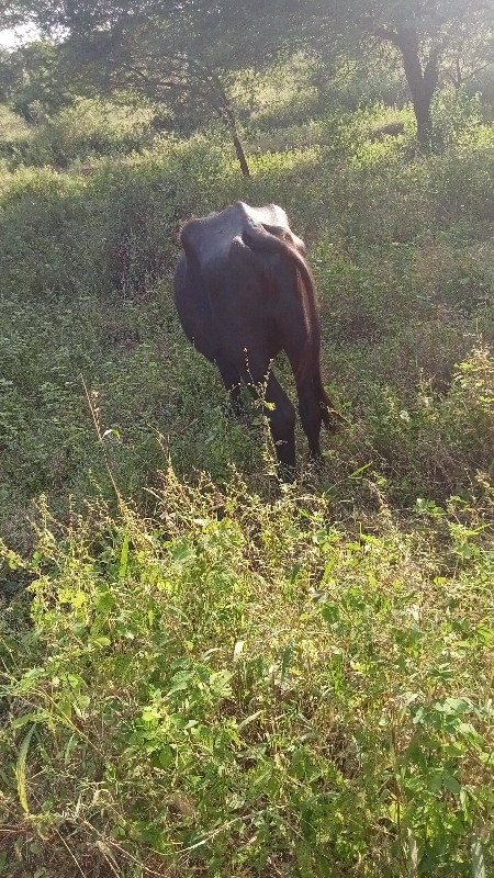 ખડેલ