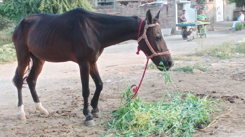 કારી ઘોડી વેચવા...