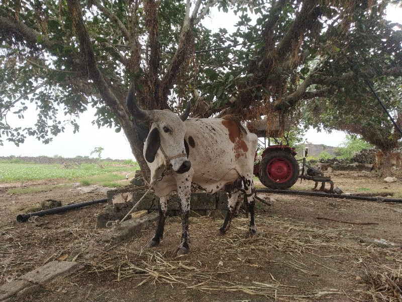 ગાય વેચવાની છે