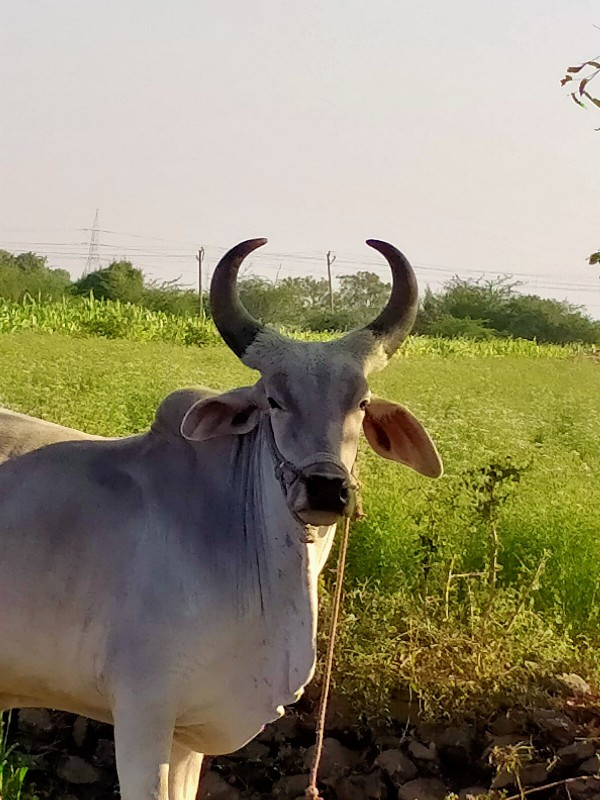 બડદ વેચવાના છે