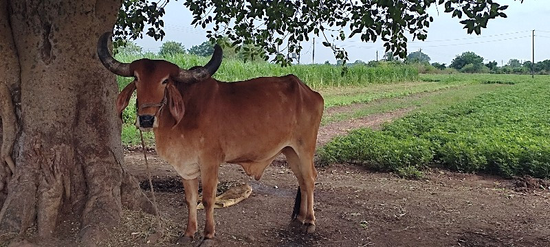 બળદ વેચવાનો છે