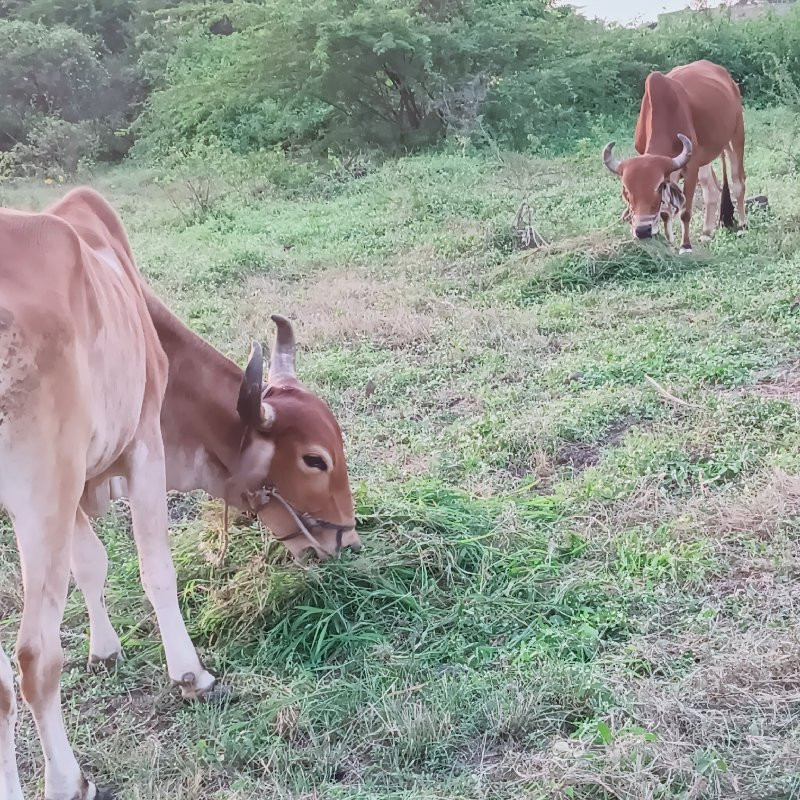 ગોંડલા વેચવાના...