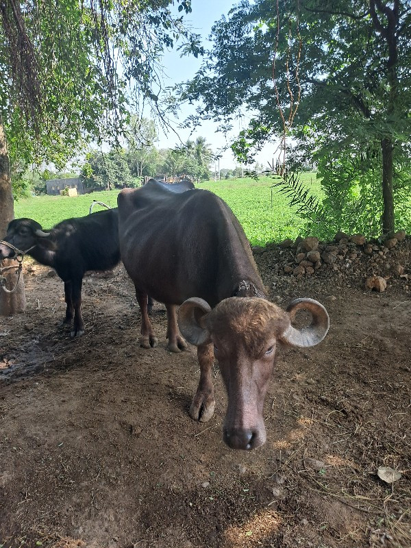 3વેતર ,6દુધ