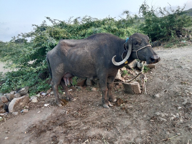 પાંચે પાંચ લીટર...