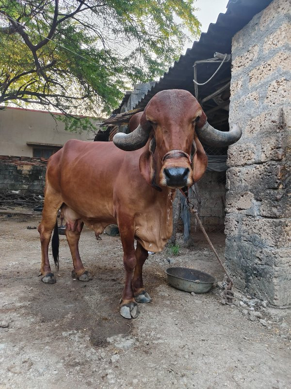 ગાય વેચવાની છે