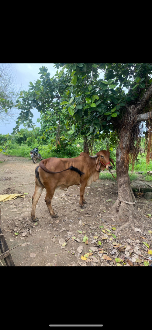 Cow ગાય