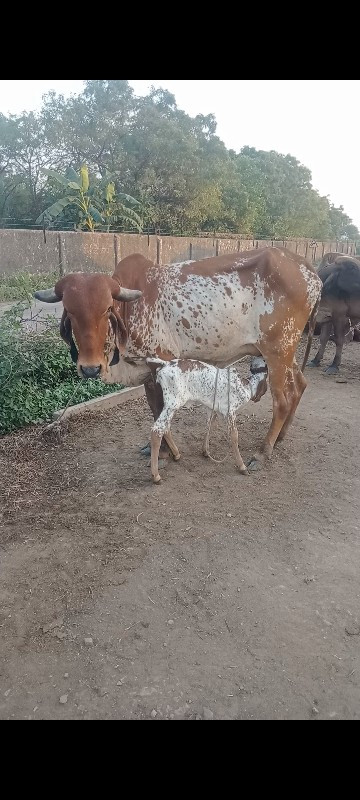 ગાય વેચવાની છે