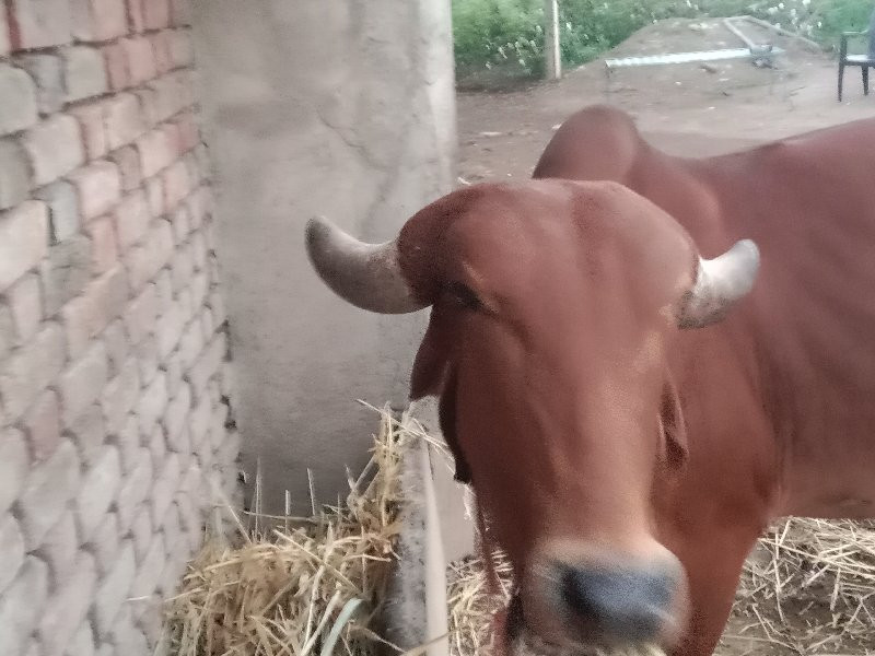 ગીર ગાય🐂 વેશવાન...