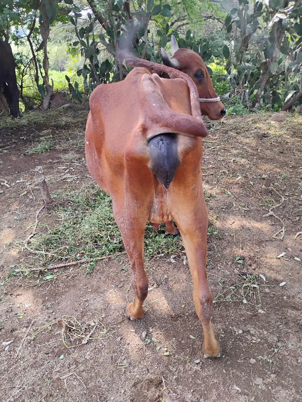 દેશી ઓડકી વેચવા...