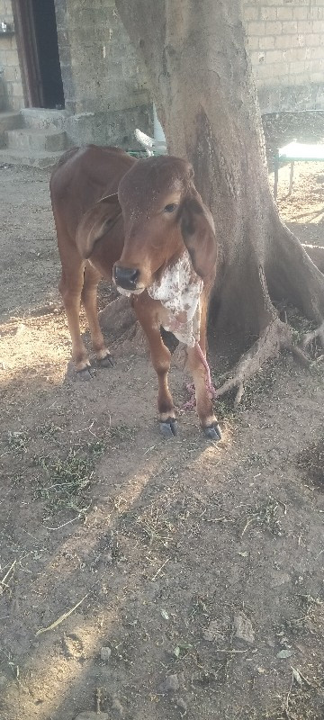 સાવ સોજી છે