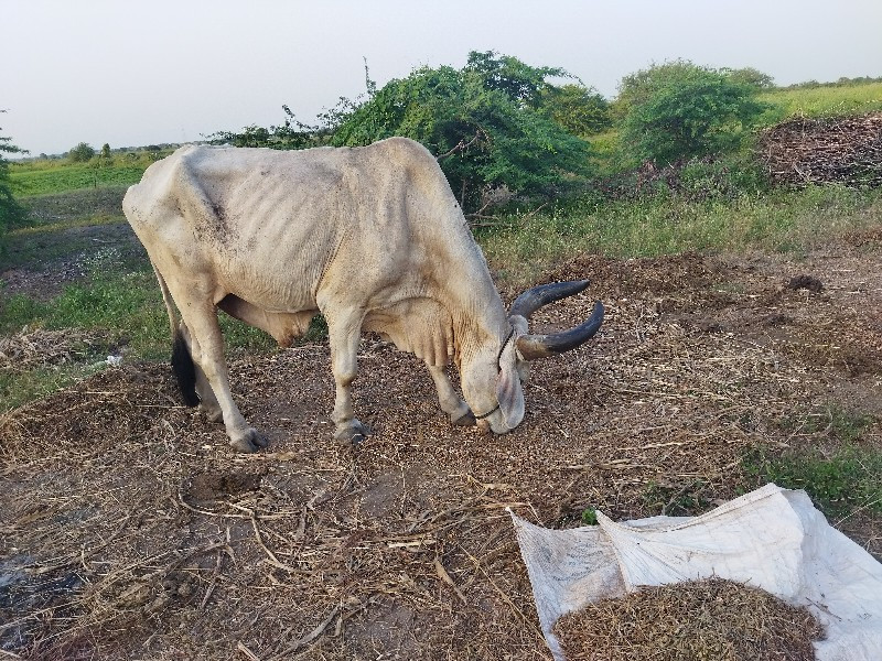 બળદ વેચવાના છે