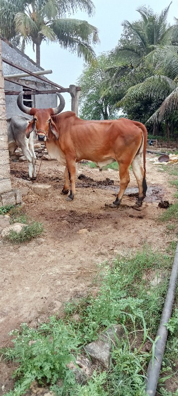 વેચવાનું છે