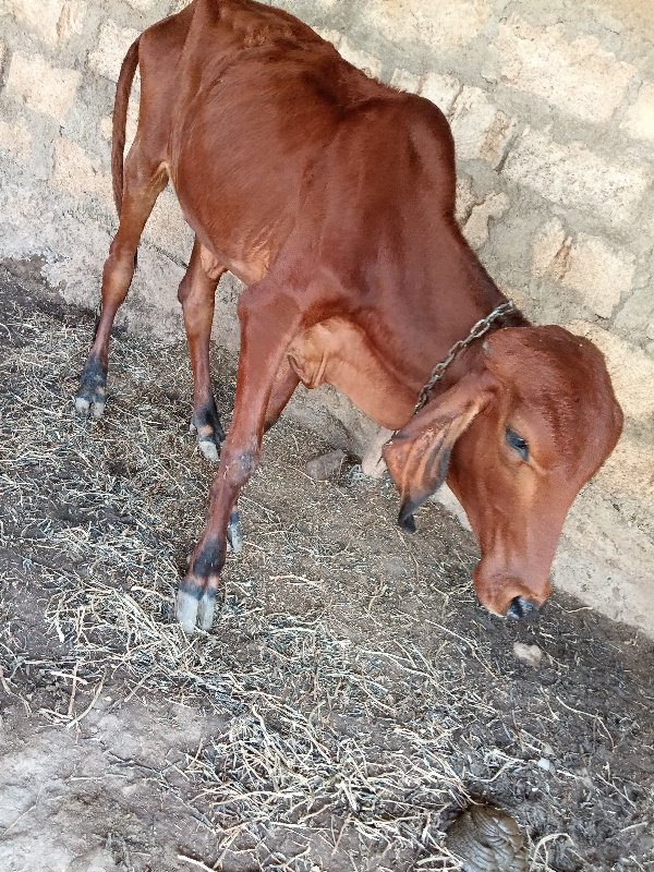 ગીર ગાય ની વાછળ...