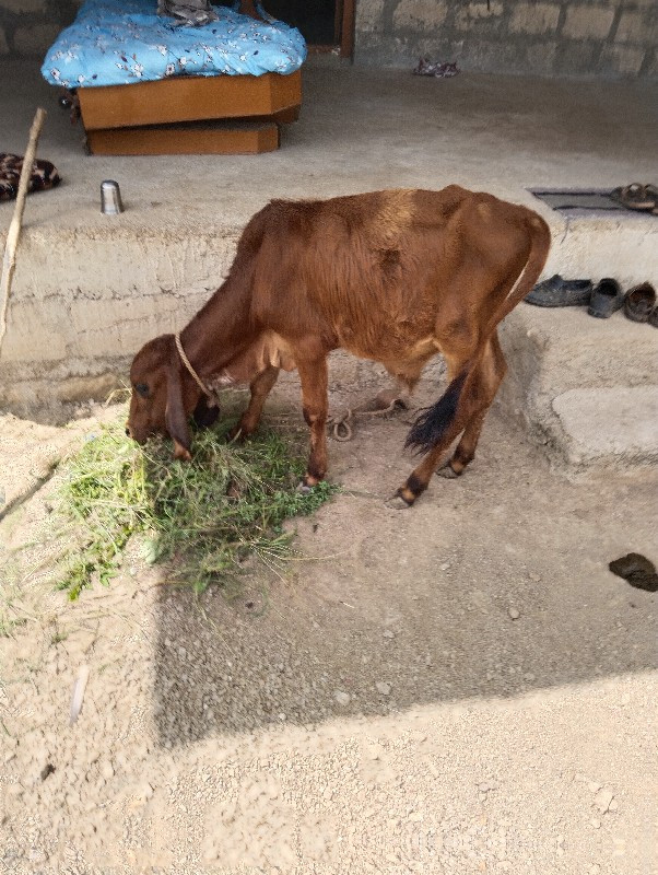 ગાય વેચવાની છે...