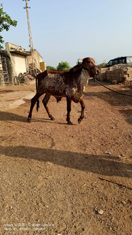 વાશળો વેચવાનો છ...