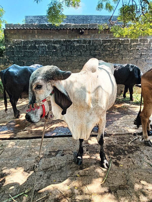 ગીરગાય