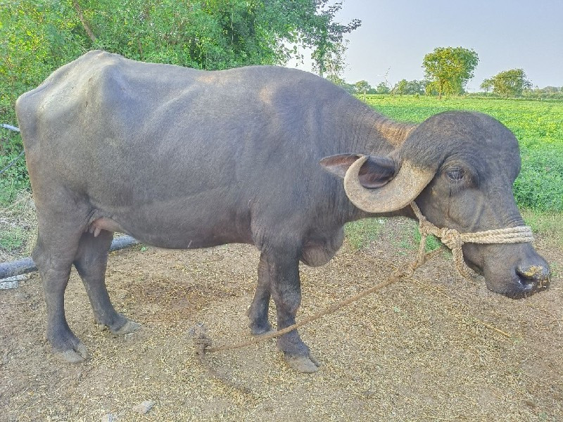 ભેંસ વેચવાની છે