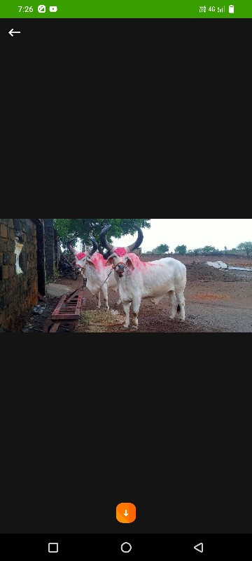 બળદ વેચવાના સે