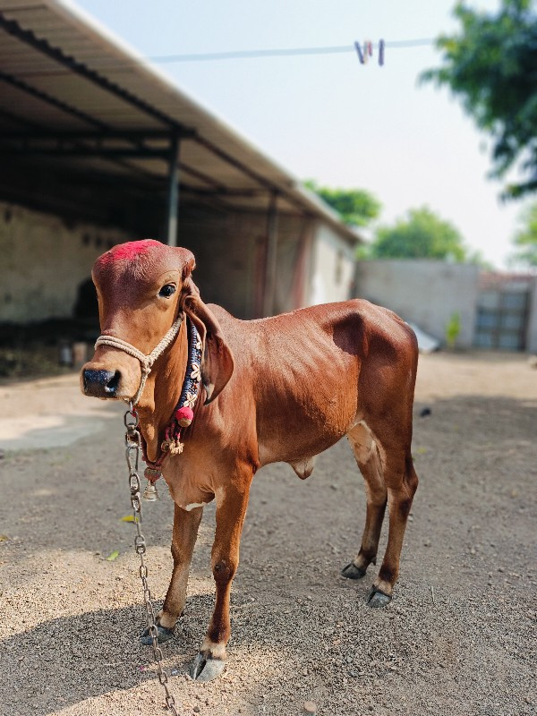 વાછડી વેચવાની છ...