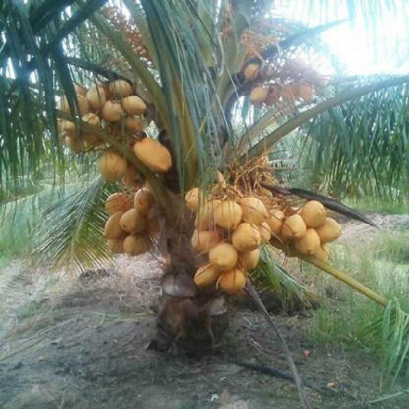 goldan coconut...