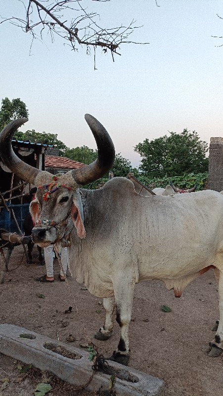 બળદ વેચવાનો છે