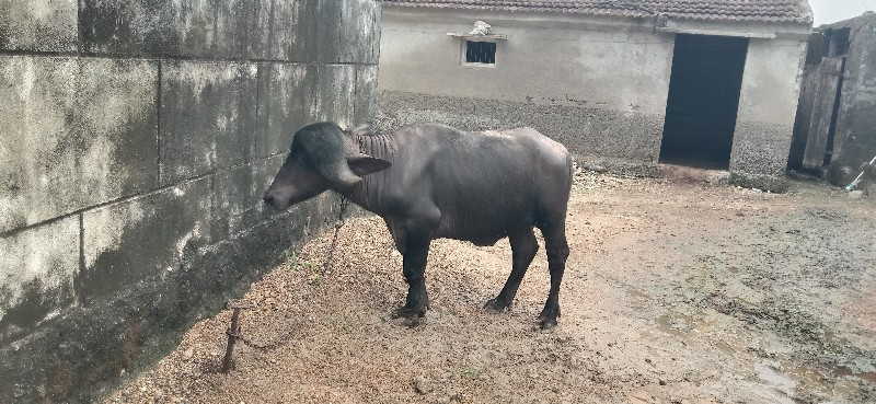 પાડો વેચવાનો છે