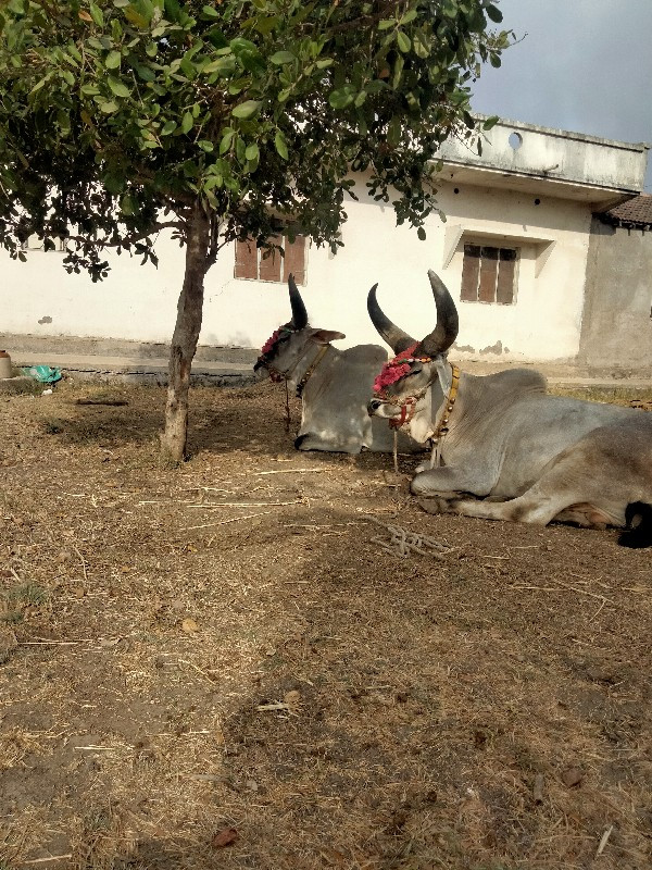 ગોઘલા