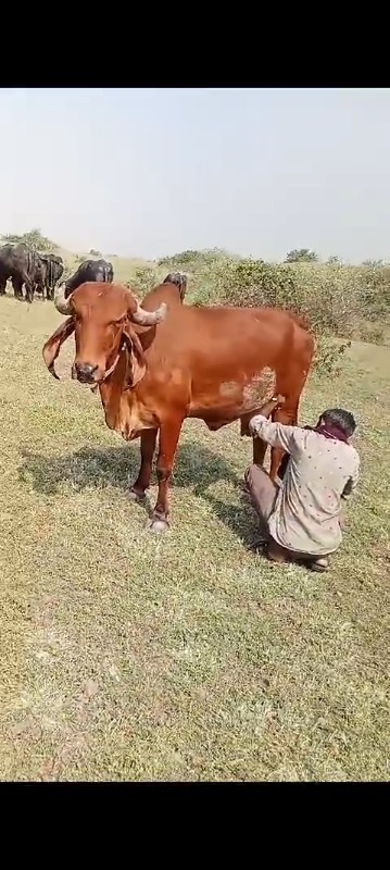 ગાય વેચવાની છે.