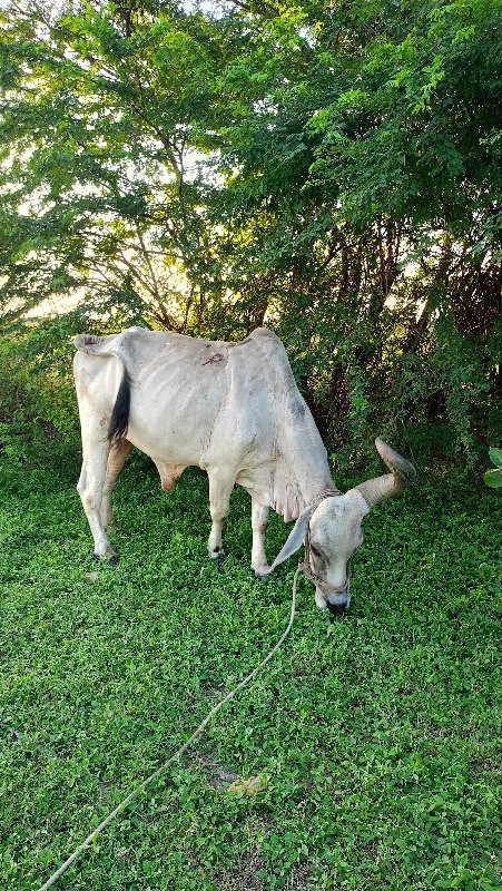 બળદ વેચવાના છે